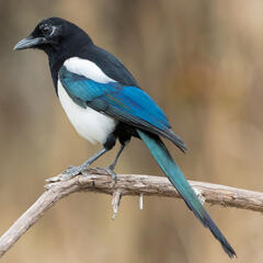 magpie