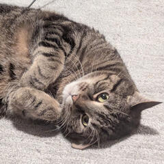 kitty cat